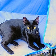 Bagheera joined the competition — help win amazing prizes! animal, black_cat, blue, cat, chair, close_up, curious, domestic_animal, ears, fabric, feline, outdoor, paws, pet, relaxing, resting, seat, tail, whiskers, yellow_eyes