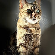 Aria participe au concours pour gagner de l'argent avec cette photo : alert, animal, cat, closeup, cute, domestic, ears, eyes, face, feline, fur, indoor, light, mammal, pet, portrait, shadow, sitting, tabby, whiskers