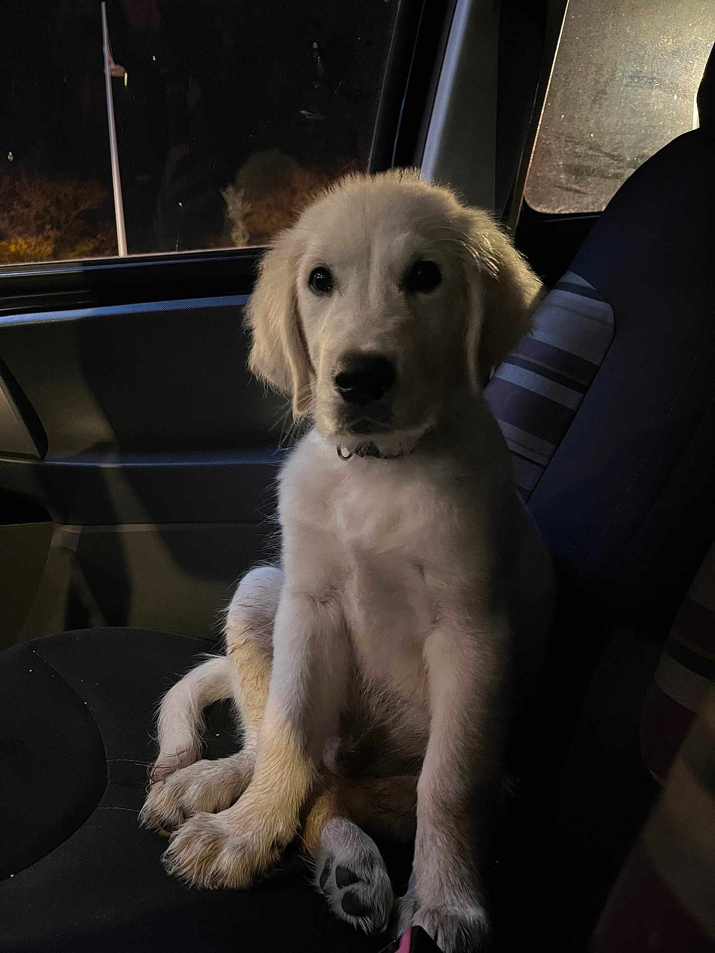 Aïko participe au concours pour gagner de l'argent avec cette photo : puppy, dog, golden_retriever, pet, animal, car_seat, indoor, night, cute, fur, paws, canine, portrait, young, domestic_animal, mammal, sitting, looking, window, collar