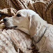 Aïko a rejoint le concours — aidez-le/la à gagner de superbes lots ! dog, white_dog, blanket, plush, chain_collar, side_view, pet, fur, indoor, resting, calm, canine, close_up, cozy, soft_texture, animal, laying_down, relaxed, home, companion