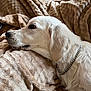 dog, white_dog, blanket, plush, chain_collar, side_view, pet, fur, indoor, resting, calm, canine, close_up, cozy, soft_texture, animal, laying_down, relaxed, home, companion