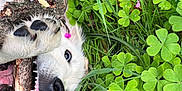 Aïko a rejoint le concours — aidez-le/la à gagner de superbes lots ! dog, grass, clover, stick, paw, flower, outdoor, nature, playful, animal, pet, greenery, teeth, nose, fur, eye, tongue, closeup, cheerful, summer