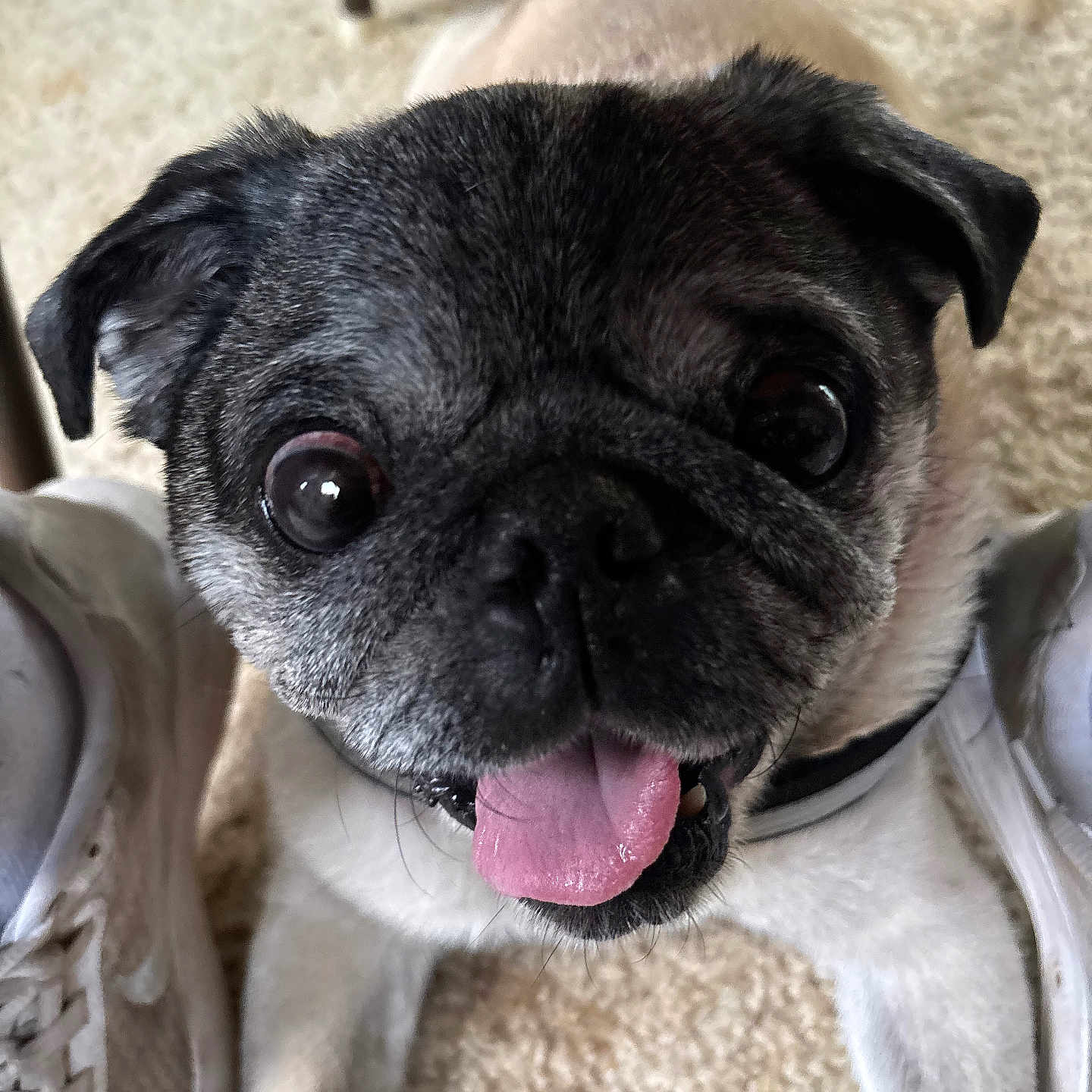 Max is registered to the contest to win money with this photo: animal, black_nose, carpet, close_up, cute, dog, ears, expression, face, front_paws, fur, happy, indoor, pet, playful, pug, shoes, sneakers, tongue, whiskers