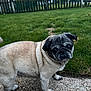 Max is registered to the contest to win money with this photo: dog, pug, pet, animal, outdoor, grass, lawn, fence, small_dog, canine, cute, looking_back, standing, yard, nature, fur, face, ears, tail, companion