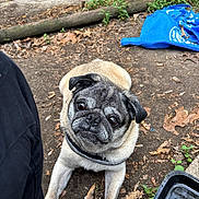 Max joined the competition — help win amazing prizes! dog, pug, animal, pet, outdoor, dirt, leaf, water_tray, blue_bag, person, shoe, curious, looking_up, canine, ground, nature, daylight, close_up, portrait, resting