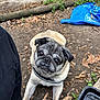 dog, pug, animal, pet, outdoor, dirt, leaf, water_tray, blue_bag, person, shoe, curious, looking_up, canine, ground, nature, daylight, close_up, portrait, resting