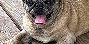 Max is registered to the contest to win money with this photo: dog, pug, tongue_out, pet, canine, wooden_deck, outdoor, animal, cute, lying_down, happy, fur, paw, smiling, pet_portrait, closeup, domestic_animal, resting, tongue, face