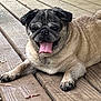 dog, pug, tongue_out, pet, canine, wooden_deck, outdoor, animal, cute, lying_down, happy, fur, paw, smiling, pet_portrait, closeup, domestic_animal, resting, tongue, face