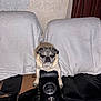 Max is registered to the contest to win money with this photo: dog, pug, pet, indoor, couch, leather, worn, cup_holder, cover, white, texture, furniture, animal, sitting, guarding, brown, black, face, ears, expression