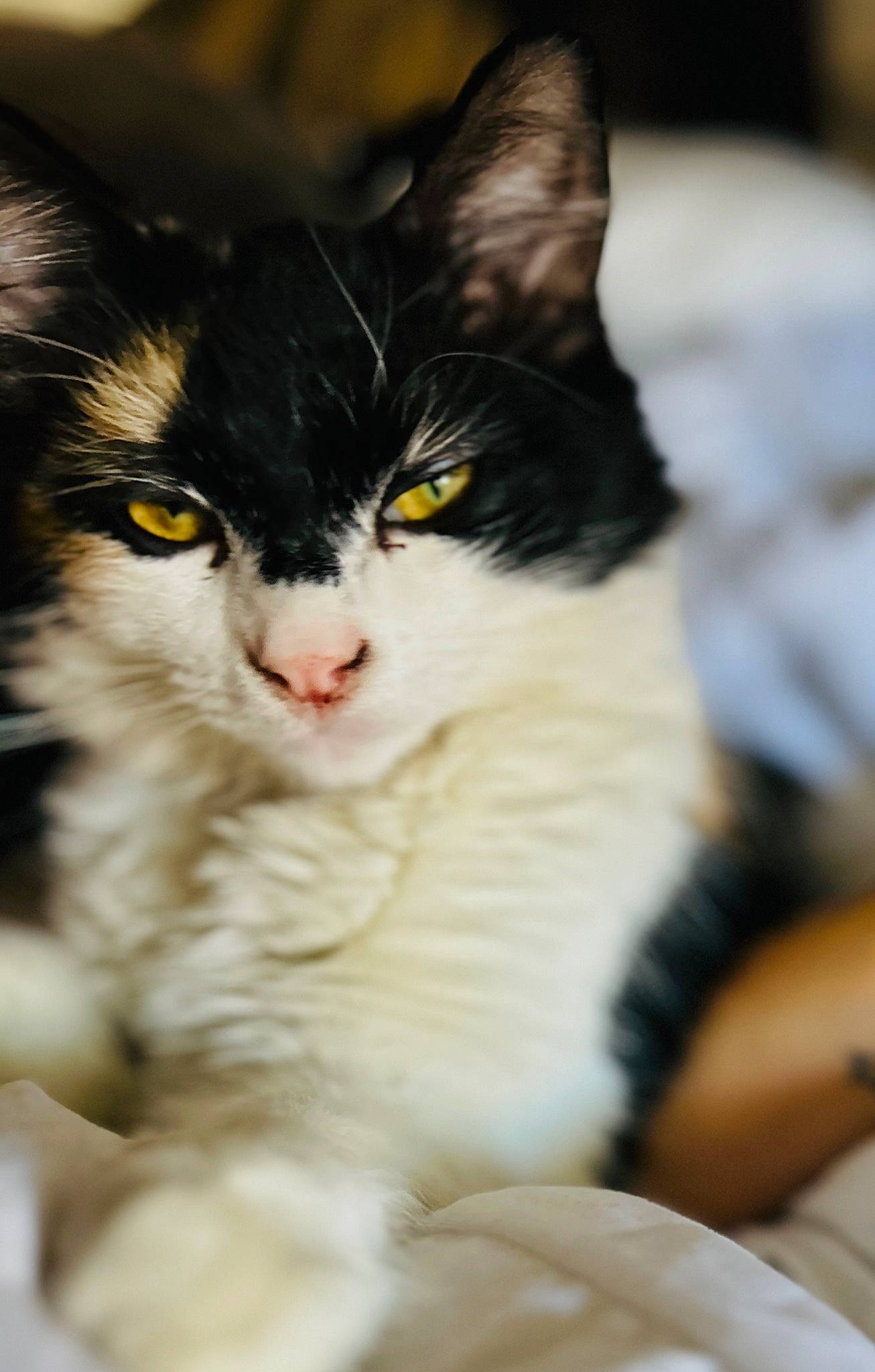 Lucy joined the competition — help win amazing prizes! carnivore, cat, claw, domestic_short_haired_cat, felidae, fur, paw, small_to_medium_sized_cats, snout, tail, whiskers