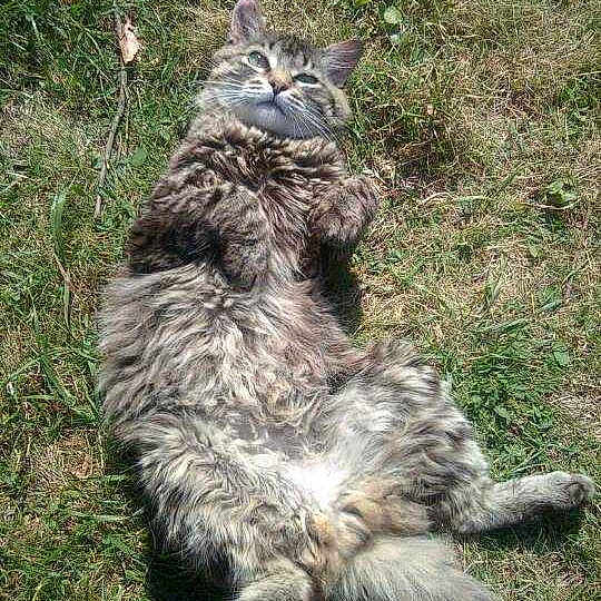 Léo