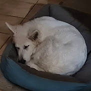 Ouili a rejoint le concours — aidez-le/la à gagner de superbes lots ! animal, blue_bed, canine, companion, cozy, curled_up, dog, domestic_animal, fur, home, indoor, peaceful, pet_bed, quiet, relaxed, resting, sleeping, snug, tile_floor, white_dog