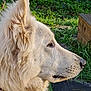 Ouili a rejoint le concours — aidez-le/la à gagner de superbes lots ! animal, calm, canine, closeup, daylight, dog, ears, fur, grass, greenery, nature, outdoor, pet, portrait, quiet, side_profile, snout, sunlight, watchful, white_fur