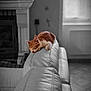 animal, cat, comfort, couch, cozy, cute, furniture, home, indoor, kitten, leather, living_room, orange_cat, pet, quiet, relaxation, resting, sleeping, soft_light, white_cat