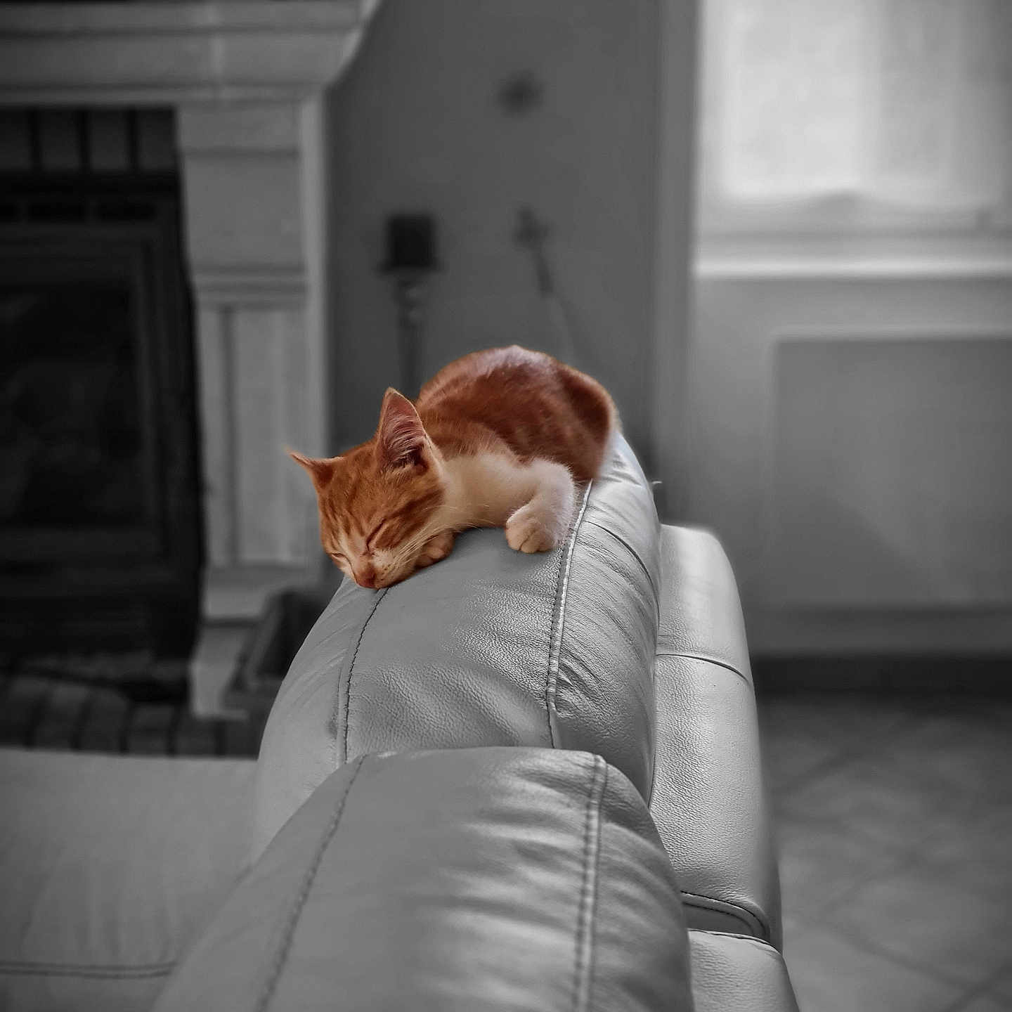Max participe au concours pour gagner de l'argent avec cette photo : animal, cat, comfort, couch, cozy, cute, furniture, home, indoor, kitten, leather, living_room, orange_cat, pet, quiet, relaxation, resting, sleeping, soft_light, white_cat