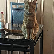 Macaroni joined the competition — help win amazing prizes! alert, animal, blue_chair, brown, cat, chair, ears, feline, fur, furniture, home, indoor, orange_tabby, pet, portrait, reflective_background, sitting, striped_fur, tail, whiskers