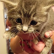 Star is registered to the contest to win money with this photo: cat, kitten, gray_fur, fluffy, whiskers, eyes, ears, paws, pet, animal, close_up, portrait, being_held, human_hands, indoor, home, soft_fur, cute, adorable, photography