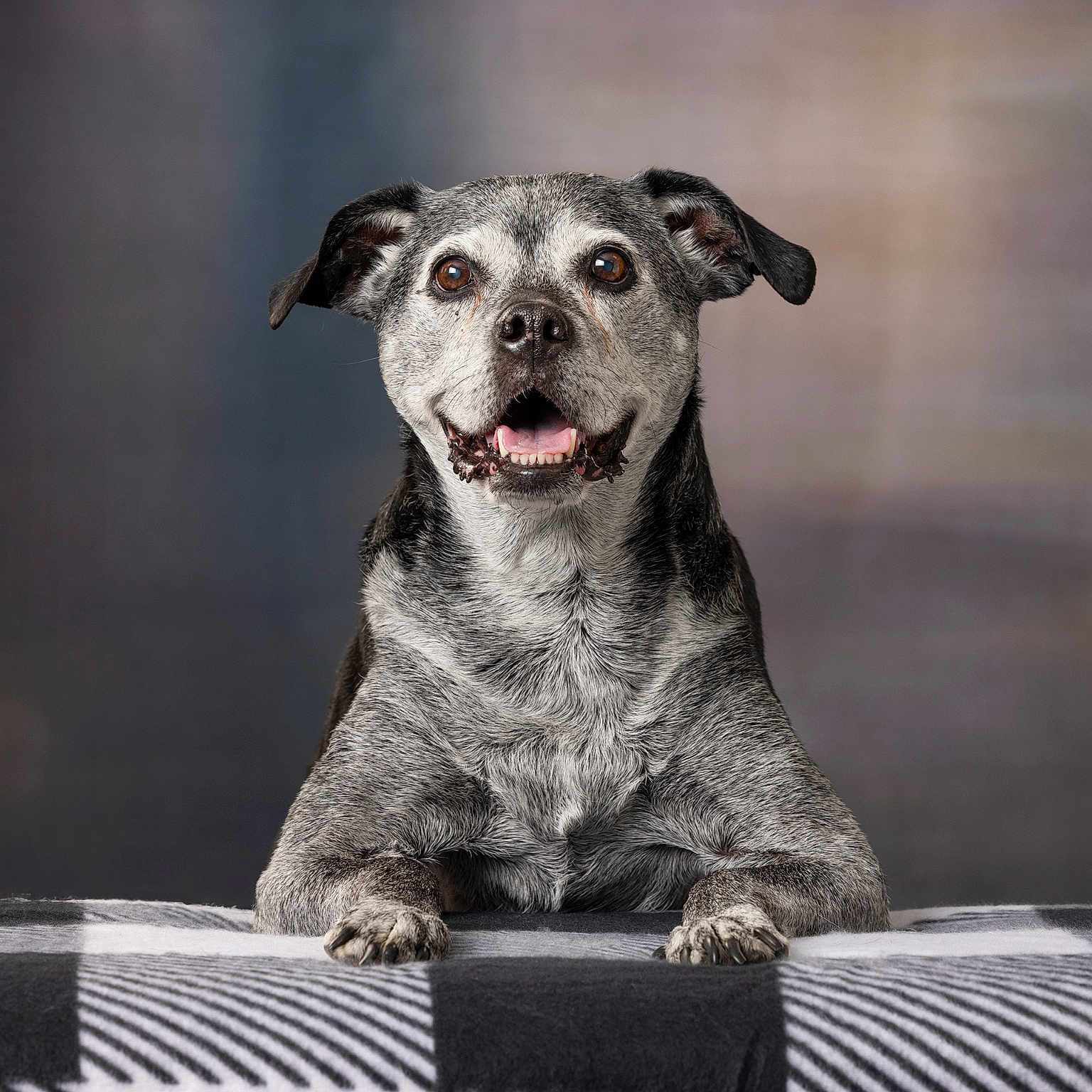 Saquia joined the competition — help win amazing prizes! animal, bodypart, bulldog, canine, chihuahua, couch, dog, furniture, hound, labradorretriever, mouth, person, pet, pitbull, pointer, pug, puppy, snout, terrier, tongue