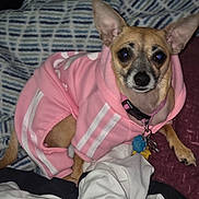 Tinkerbell is registered to the contest to win money with this photo: dog, chihuahua, pet, hoodie, pink_hoodie, collar, id_tag, blanket, bed, cute, portrait, indoor, flash, large_eyes, small_dog, fur, ears, paw, clothing, sitting