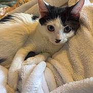 Akira joined the competition — help win amazing prizes! cat, black_and_white, blanket, cozy, cute, feline, fur, indoor, laying, looking, mammal, pet, resting, soft, tabby, whiskers, young, animal, comfort, relaxed
