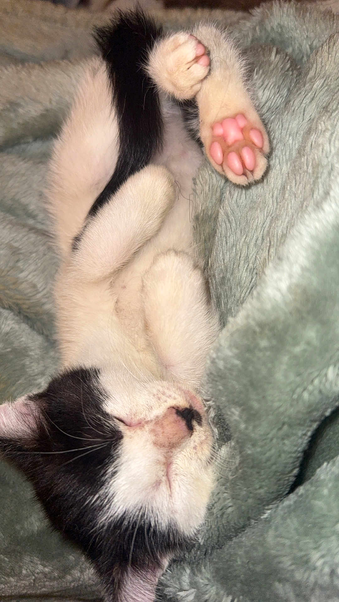 Akira