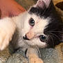 Akira is registered to the contest to win money with this photo: kitten, cat, black_and_white, paw, furry, blanket, human_arm, closeup, indoor, pet, cute, animal, whiskers, playful, young, fur, soft, nose, eyes, domestic_cat