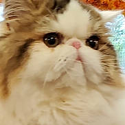 Snickerdoodle Fast joined the competition — help win amazing prizes! accessories, angora, animal, bodypart, cat, daisy, face, flower, head, indoors, kitten, manx, mouth, person, pet, petal, photography, plant, portrait, pottedplant