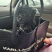 Gucci is registered to the contest to win money with this photo: dog, puppy, handbag, black_dog, car_interior, person, nails, fashion, luxury_brand, cute, pet, sitting, window, reflection, leather, accessory, small_dog, portrait, indoors, holding