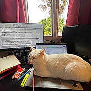 Rubis participe au concours pour gagner de l'argent avec cette photo : cat, computer, cord, curtains, desk, highlighter, indoor, laptop, monitor, notebook, office, palm_tree, pen, pet, relaxed, technology, white_cat, window, workstation, writing