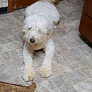Carly is registered to the contest to win money with this photo: animal, blur, cabinet, canine, curious, dog, domestic_animal, floor, fluffy, fur, home, indoor, kitchen, lying_down, mat, pet, tail, tile_floor, wagging, white_dog