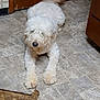 animal, blur, cabinet, canine, curious, dog, domestic_animal, floor, fluffy, fur, home, indoor, kitchen, lying_down, mat, pet, tail, tile_floor, wagging, white_dog