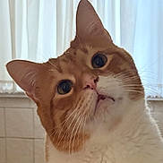 Little Richie joined the competition — help win amazing prizes! cat, orange_cat, white_fur, indoor, curious, head_tilt, whiskers, close_up, pet, feline, soft_light, window, curtains, domestic_cat, cute, portrait, animal, fur, face, eye_contact