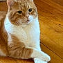 Little Richie is registered to the contest to win money with this photo: cat, orange_cat, white_cat, pet, animal, feline, floor, wooden_floor, crossed_paws, indoor, domestic_cat, cute, relaxed, fur, whiskers, ears, portrait, looking_away, closeup, resting