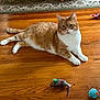 cat, orange_cat, white_cat, indoor, wooden_floor, toy_mouse, toy_bird, rug, furniture_legs, pet, animal, relaxed, lying_down, playful, domestic, cozy, cute, fur, whiskers, paws