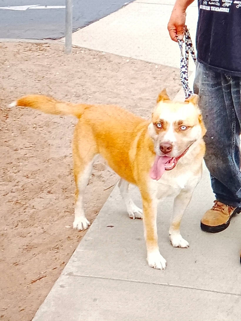 Babadook joined the competition — help win amazing prizes! canidae, carnivore, collar, companion_dog, dog, dog_breed, fawn, human_leg, jeans, leash, paw, road, road_surface, sidewalk, snout, sporting_group, street_dog, tail, thigh, working_animal