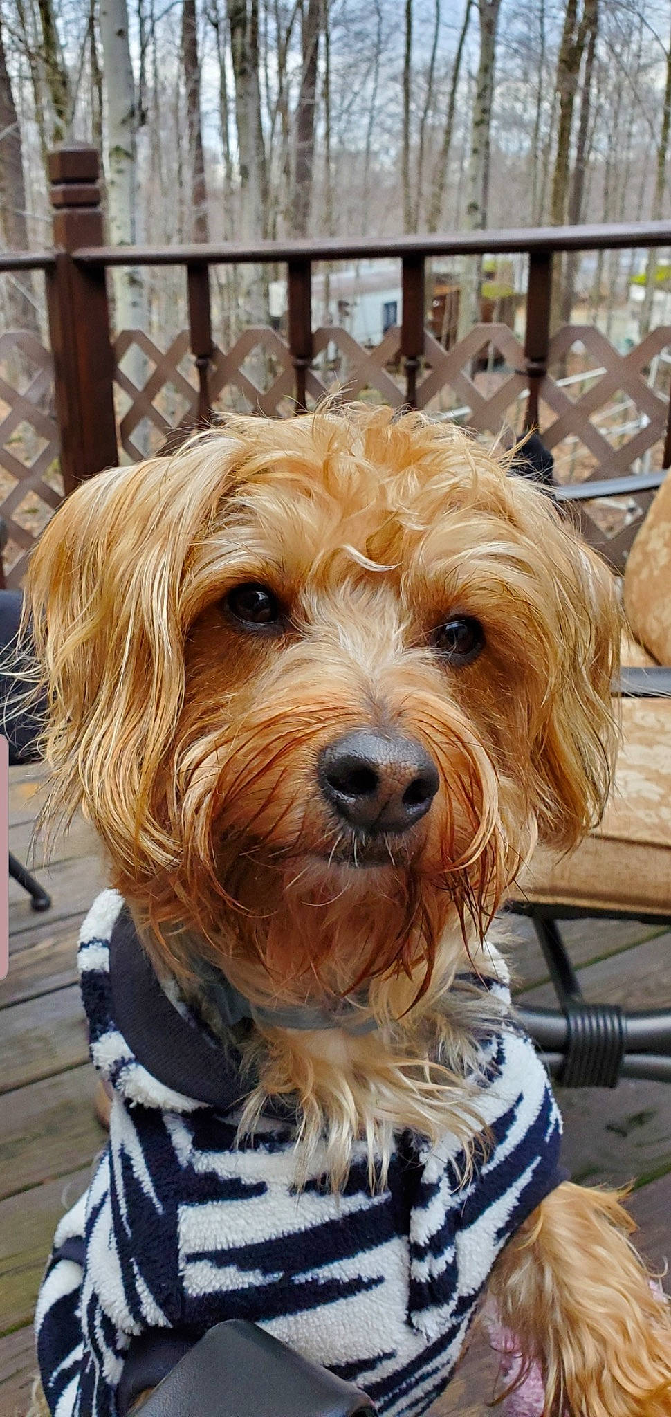 Tony is registered to the contest to win money with this photo: canidae, carnivore, companion_dog, dog, dog_breed, fence, fur, ingredient, liver, maltepoo, recipe, small_terrier, snout, sporting_group, terrier, toy_dog, wheel, wood, working_animal, yorkipoo
