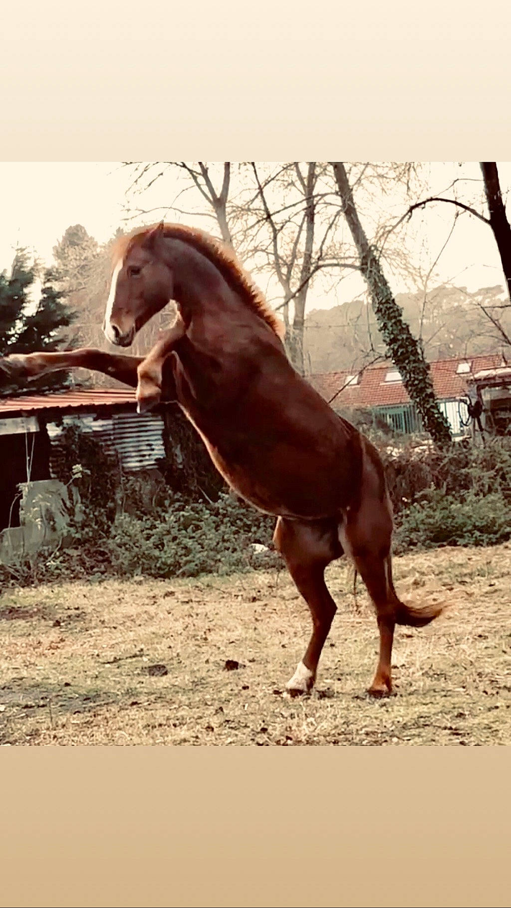 Sybelle a rejoint le concours — aidez-le/la à gagner de superbes lots ! brown, horse, horse_supplies, liver, livestock, mammal, mane, mare, mustang_horse, organism, sorrel, stallion, vertebrate