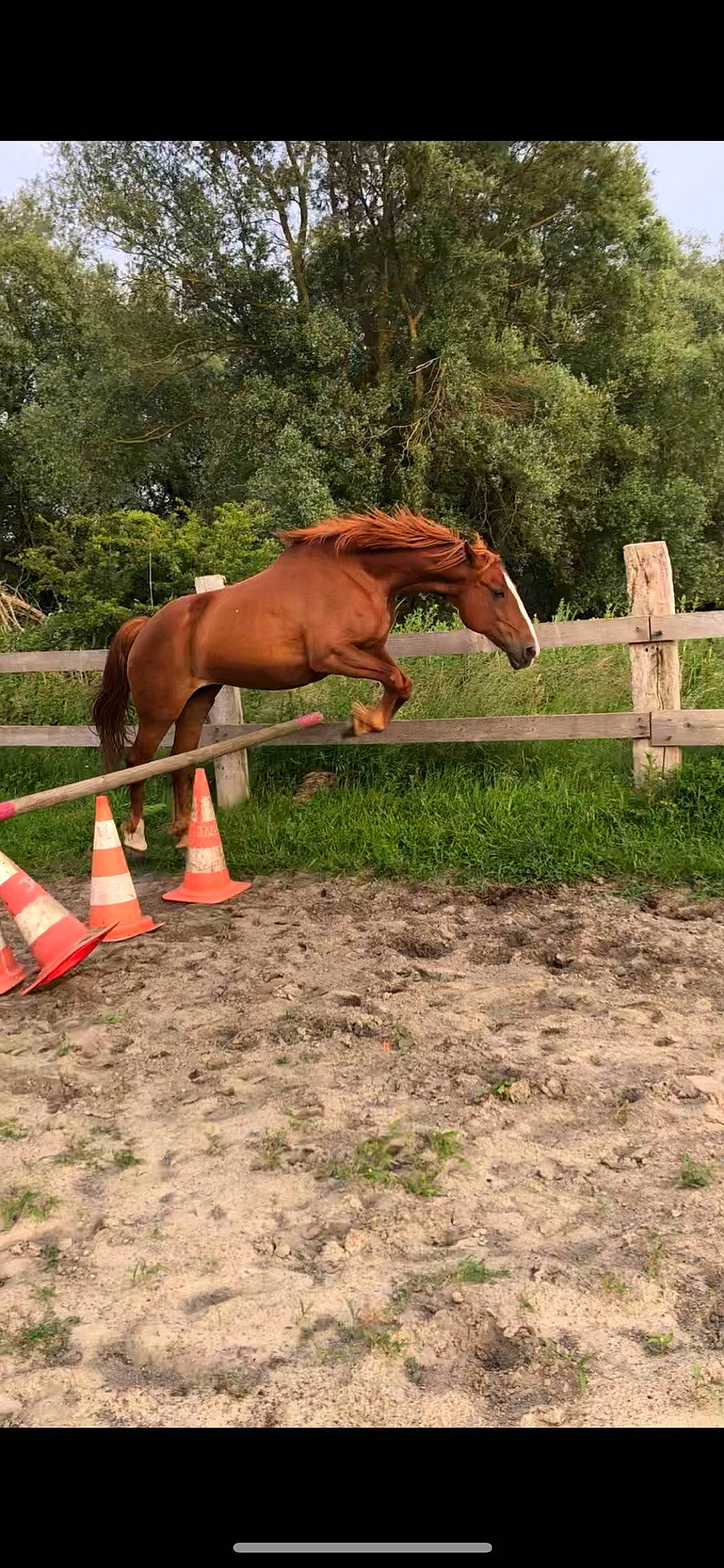 Sybelle participe au concours pour gagner de l'argent avec cette photo : bridle, equestrianism, halter, horse, horse_supplies, horse_tack, jumping, landscape, mammal, mane, mare, mustang_horse, pasture, ranch, recreation, rein, show_jumping, sorrel, stallion