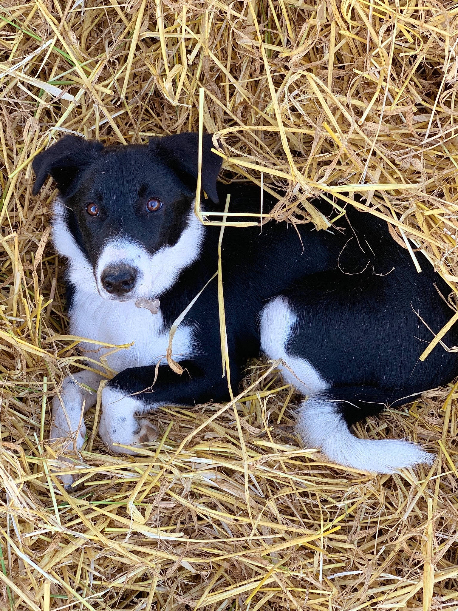 Pepsie participe au concours pour gagner de l'argent avec cette photo : border_collie, canidae, carnivore, dog, dog_breed, feist, grass, karelian_bear_dog, mammal, mcnab, puppy, smooth_fox_terrier, sporting_group, straw, texas_heeler, treeing_feist, vertebrate