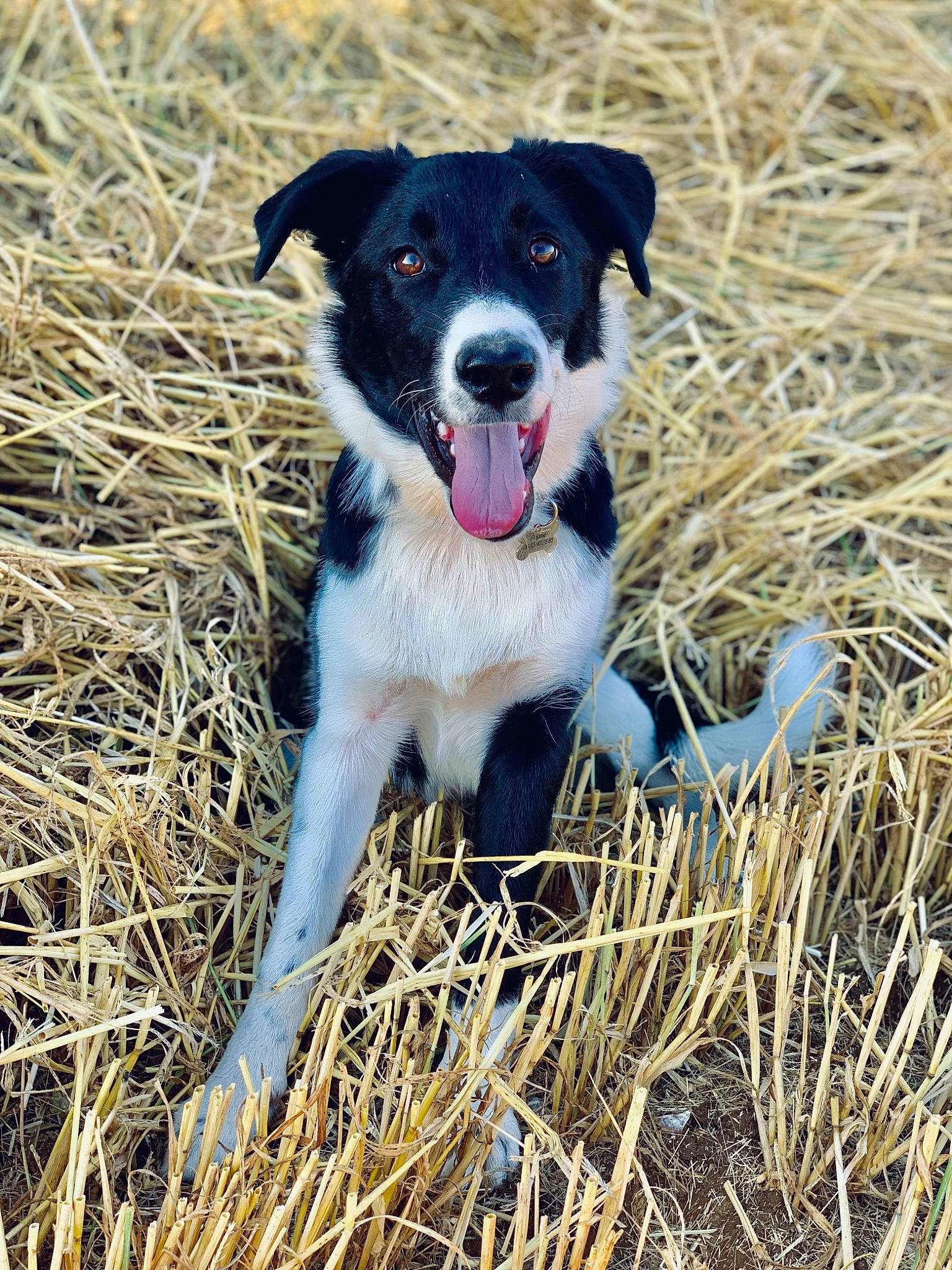 Pepsie a rejoint le concours — aidez-le/la à gagner de superbes lots ! australian_collie, borador, border_collie, canidae, carnivore, dog, dog_breed, feist, grass, herding_dog, mammal, mcnab, plant, rare_breed_dog, sporting_group, texas_heeler, vertebrate, working_dog