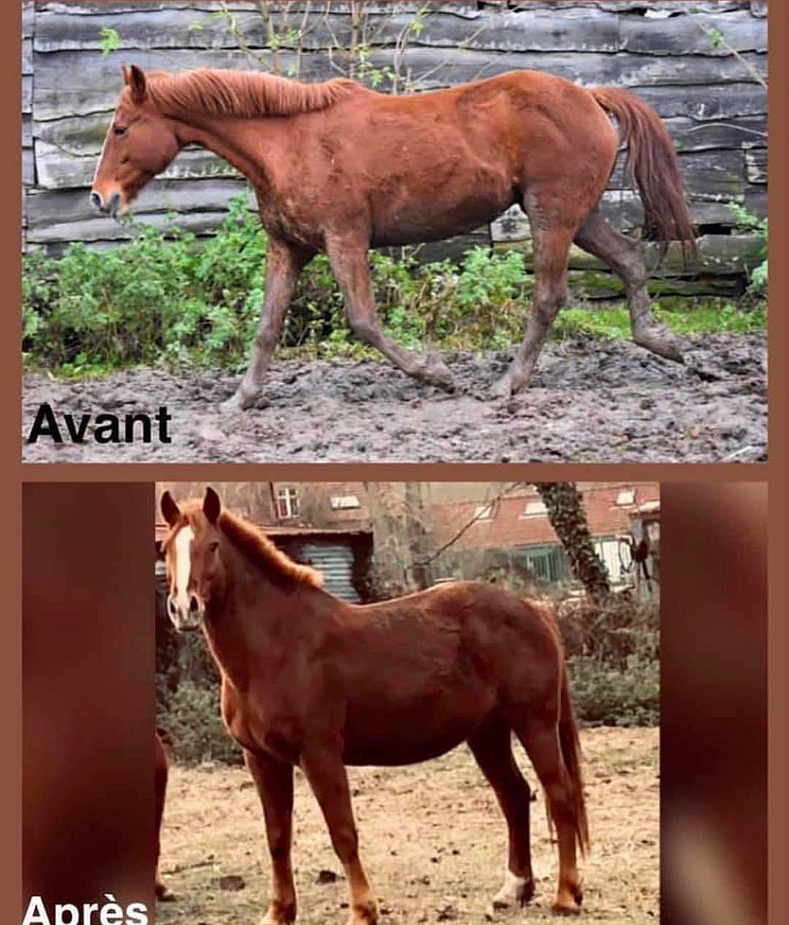 Sybelle participe au concours pour gagner de l'argent avec cette photo : colt, ecoregion, foal, horse, landscape, liver, livestock, mammal, mane, mare, mustang_horse, organism, pack_animal, ranch, sorrel, stallion, terrestrial_animal, vertebrate, wildlife