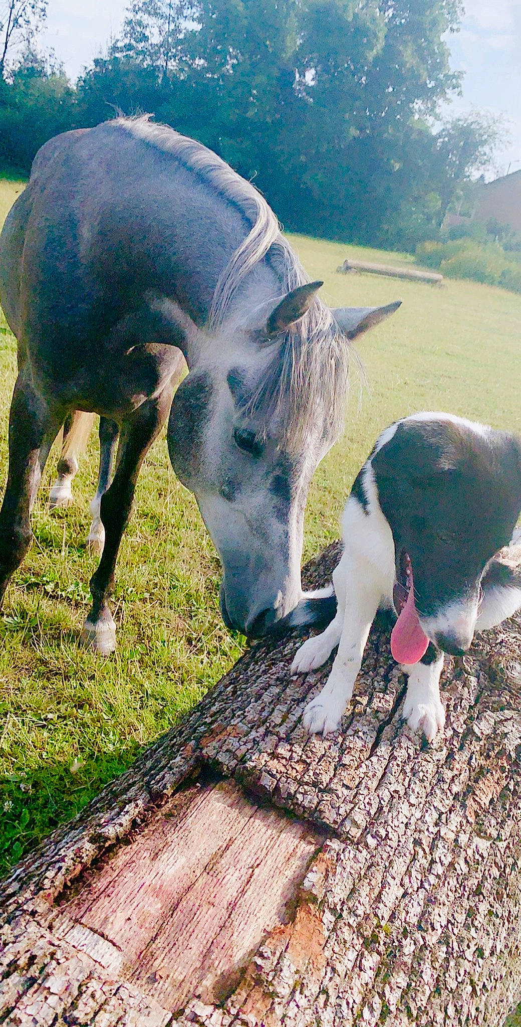 Fender De Selles a rejoint le concours — aidez-le/la à gagner de superbes lots ! bovine, grass, grazing, horse, livestock, pasture, snout, working_animal