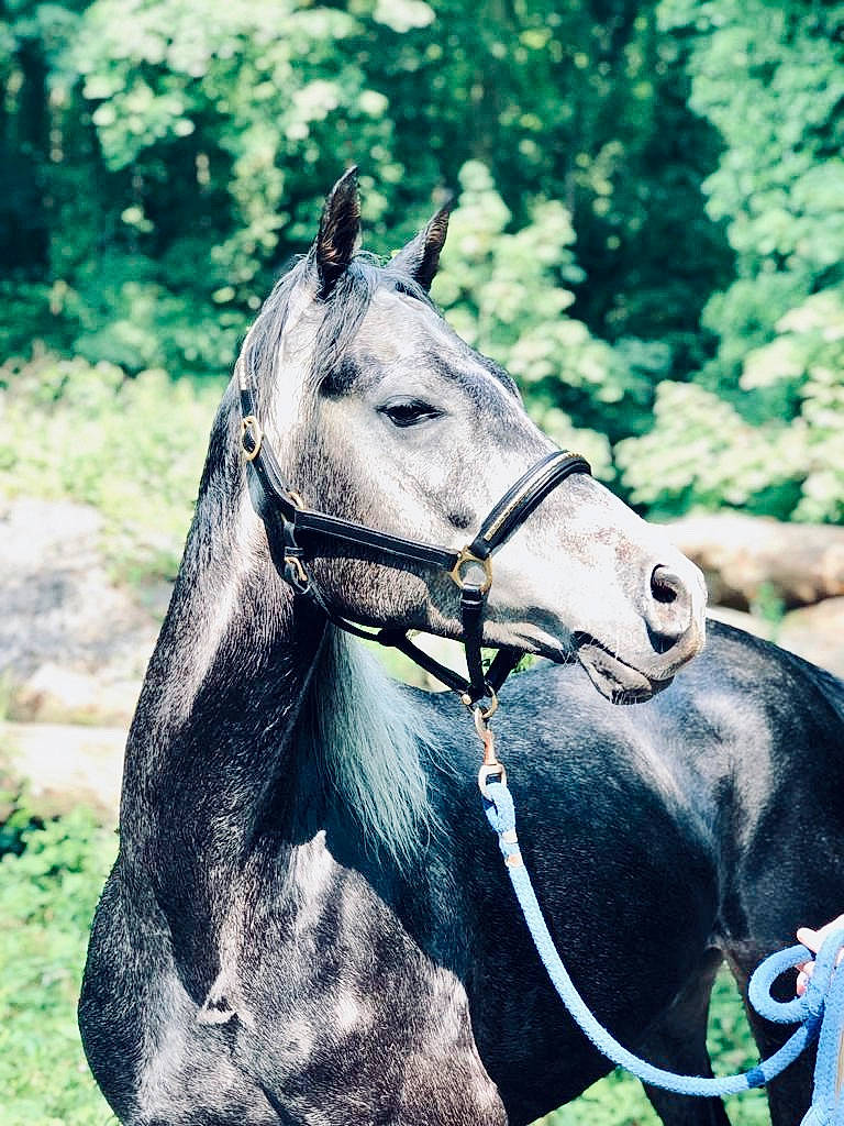 Fender De Selles a rejoint le concours — aidez-le/la à gagner de superbes lots ! bridle, grass, halter, horse, horse_harness, horse_tack, livestock, mammal, mane, mare, mustang_horse, organism, pack_animal, photography, rein, snout, stallion, stock_photography, vertebrate, wildlife