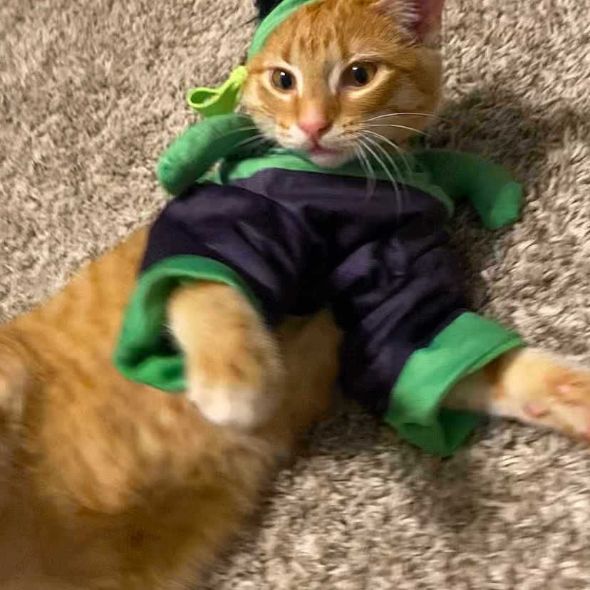 Fufu is registered to the contest to win money with this photo: abyssinian, animal, bodypart, canine, cat, clothing, dog, face, finger, hand, head, hoodie, indoors, interiordesign, kitten, manx, person, pet, photography, portrait