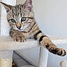 cat, kitten, tabby, feline, pet, animal, whiskers, green_eyes, pointed_ears, paw, claws, fur, striped_fur, cat_tree, scratching_post, indoor, portrait, close_up, playful, cute