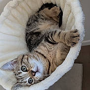 Nala a rejoint le concours — aidez-le/la à gagner de superbes lots ! cat, tabby, pet, sleeping, upside_down, fluffy_bed, hammock, white_bedding, cozy, indoors, portrait, whiskers, paws, striped_fur, green_eyes, relaxed, cute, funny, resting, home_decor