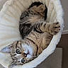 cat, tabby, pet, sleeping, upside_down, fluffy_bed, hammock, white_bedding, cozy, indoors, portrait, whiskers, paws, striped_fur, green_eyes, relaxed, cute, funny, resting, home_decor