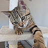 Nala participe au concours pour gagner de l'argent avec cette photo : cat, kitten, tabby, feline, pet, animal, close_up, portrait, whiskers, ears, eyes, paws, claws, fur, striped_fur, sleepy, relaxed, cat_tree, indoor, stretching