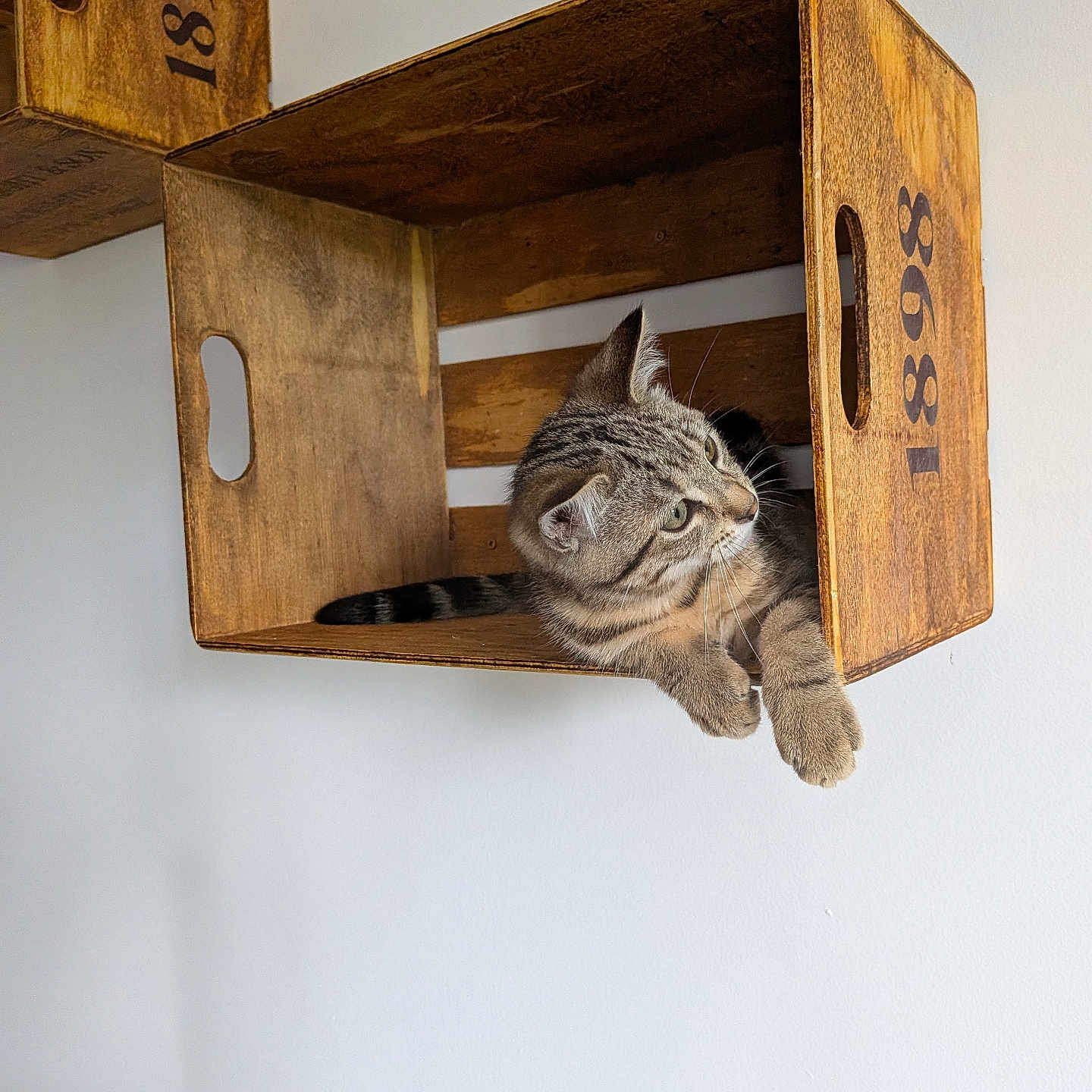 Nala