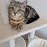 cat, kitten, tabby, striped_fur, green_eyes, whiskers, ears, paws, tail, pet, feline, animal, cute, portrait, sitting, lounging, cat_tree, scratching_post, indoor, plush